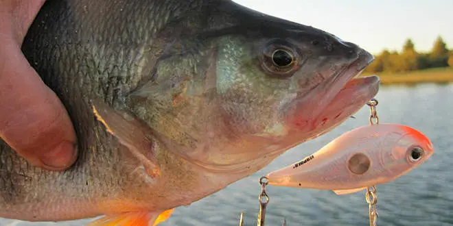 Leurre Lipless pour pêcher le carnassier