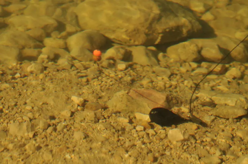 Pêcher la carpe en barrage en hiver