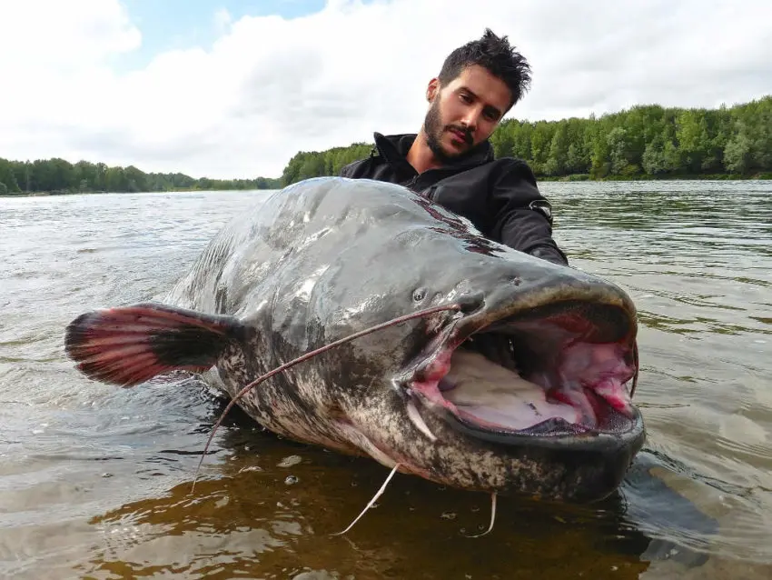 Pêche du silure en float-tube