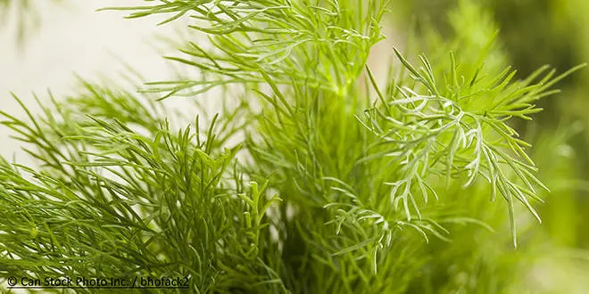 Farine d'aneth pour les recettes d'amorce de pêche au coup