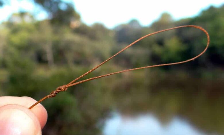 Noeud Spider Hitch