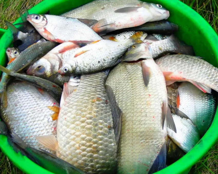 Pêche de la brème à l'anglaise au waggler coulissant en rivière