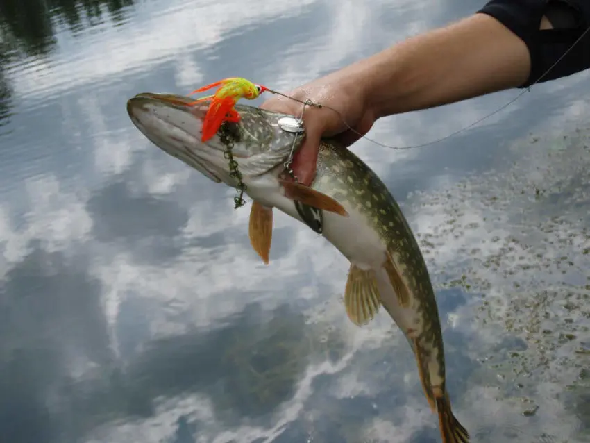 Pêcher le carnassier au leurre à palette