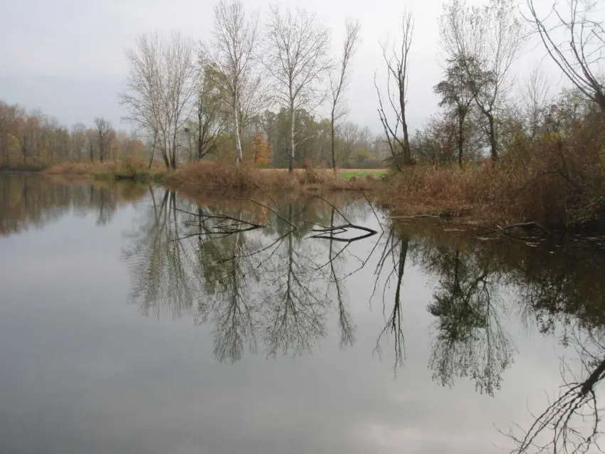 Pêcher le carnassier au leurre à palette