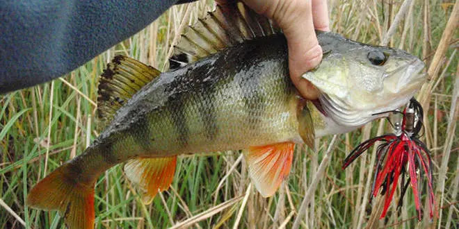 Pêcher le carnassier au leurre à palette