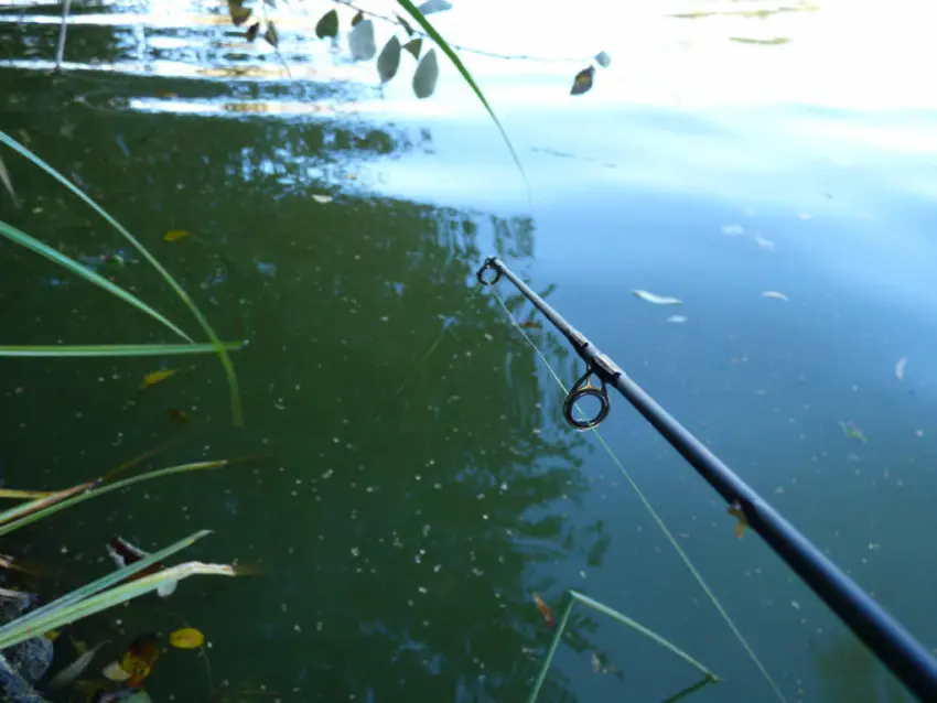 Pêche de la carpe en bordure dans ses bottes