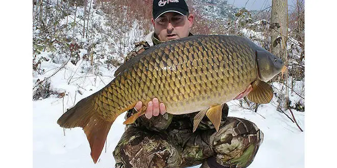 Pêcher la carpe en hiver