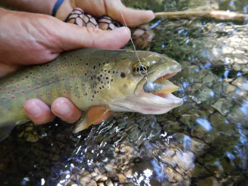 Pêcher la truite au leurre souple