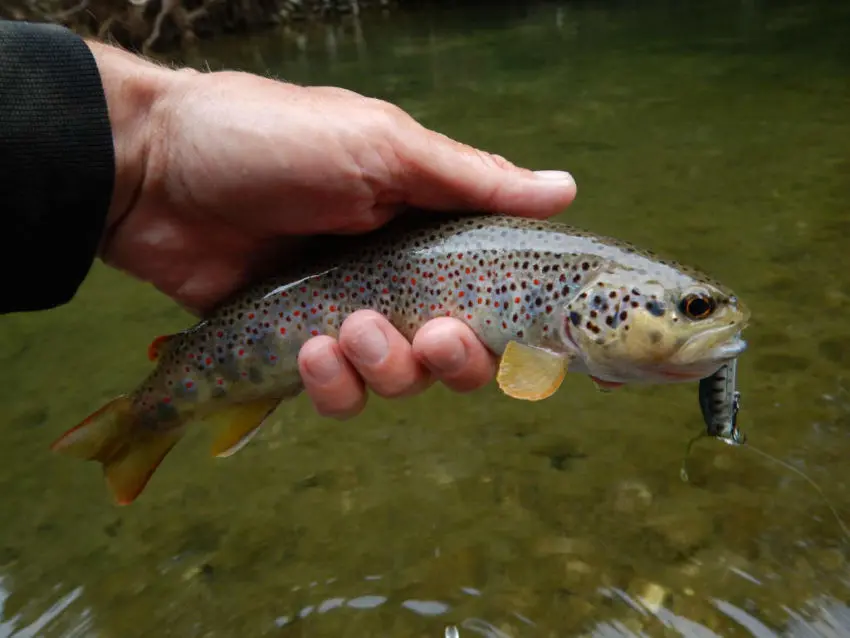 Pêcher la truite au poisson nageur