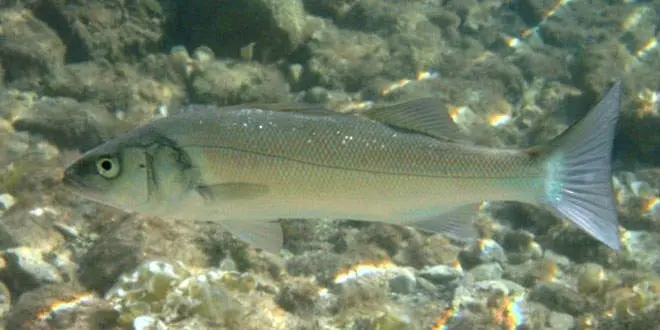 Un poisson nommé bar ou loup