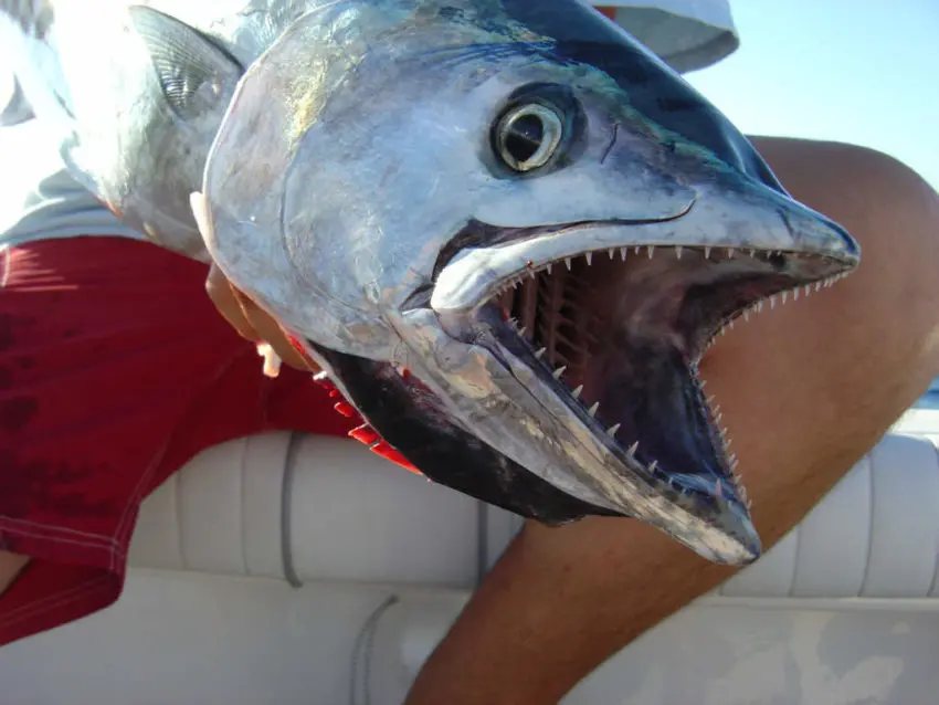 Technique de pêche au broumé