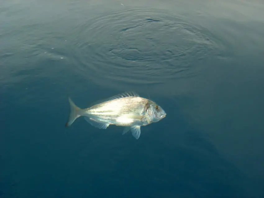 Technique de pêche au broumé