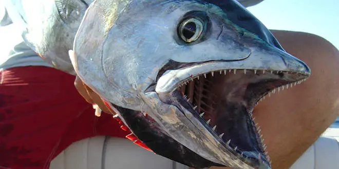 Technique de pêche au broumé