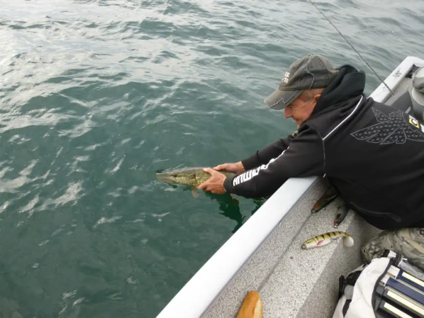 Une remise à l'eau rapide, ce qu'il faut pour les poissons