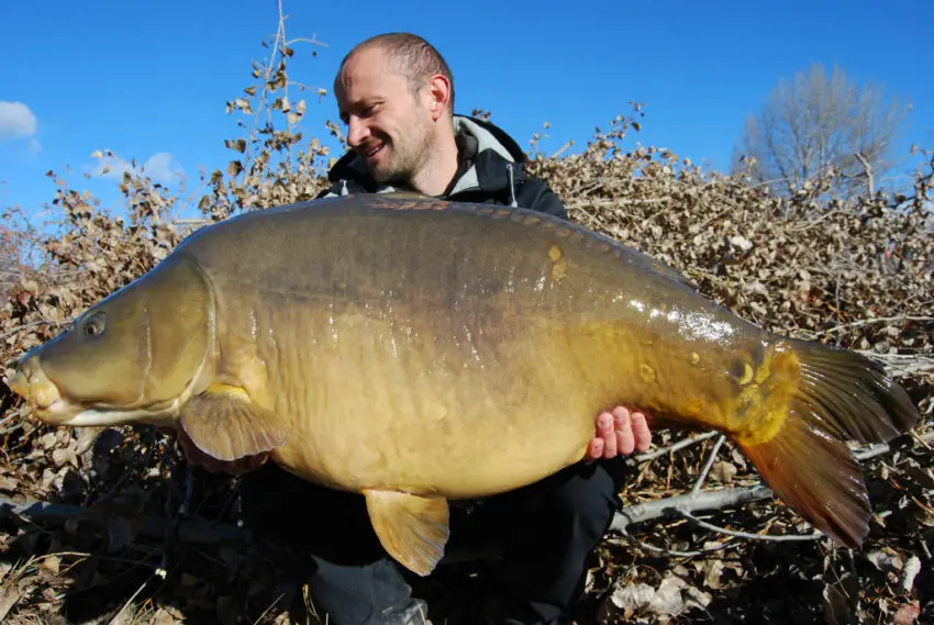 Pêcher la carpe avec de la pression de pêche