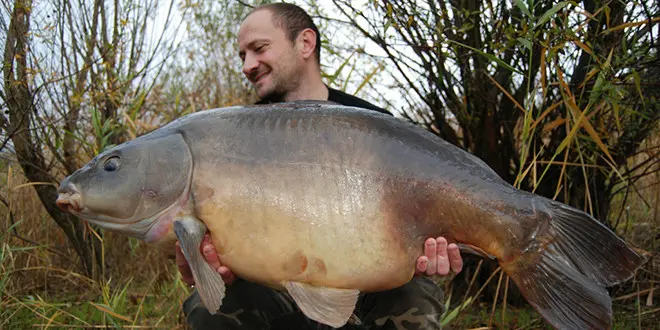 Pêcher la carpe avec de la pression de pêche