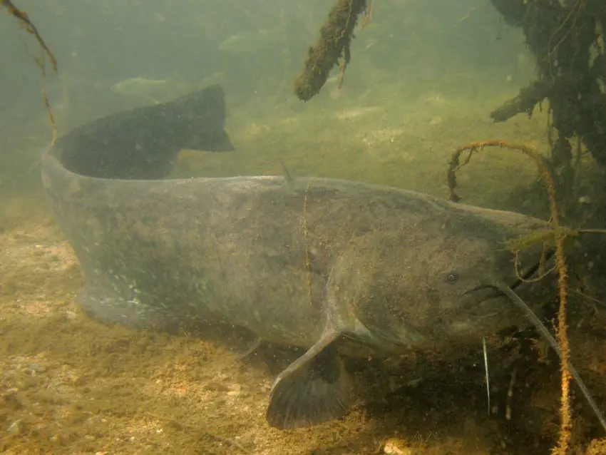 Comportement du silure dans les eaux froides