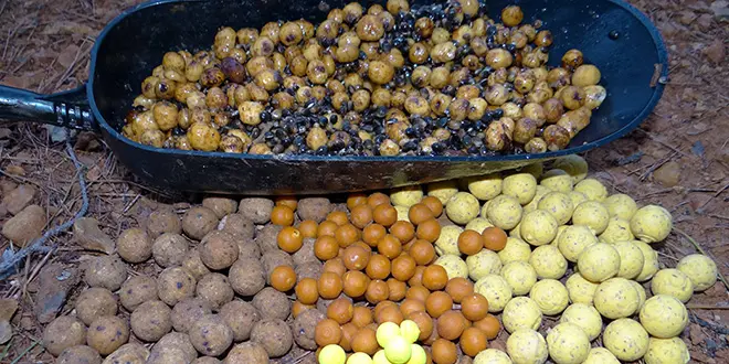 Pêcher la carpe avec de petits appâts