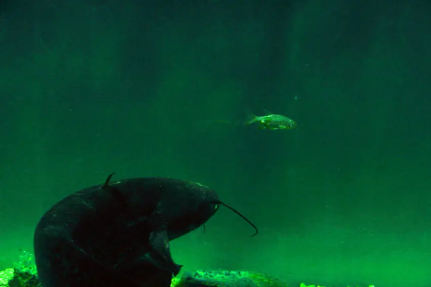 La grande activité de nuit dans l'aquarium