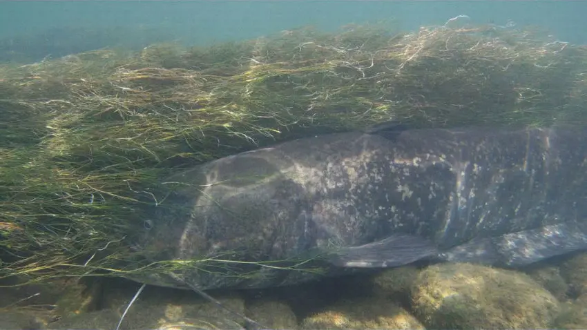 Pêche du silure, le prédateur de l'eau douce