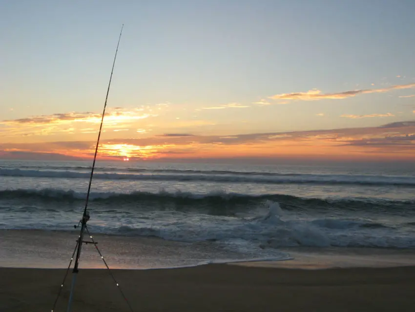 Pêche du marbré en surfcasting