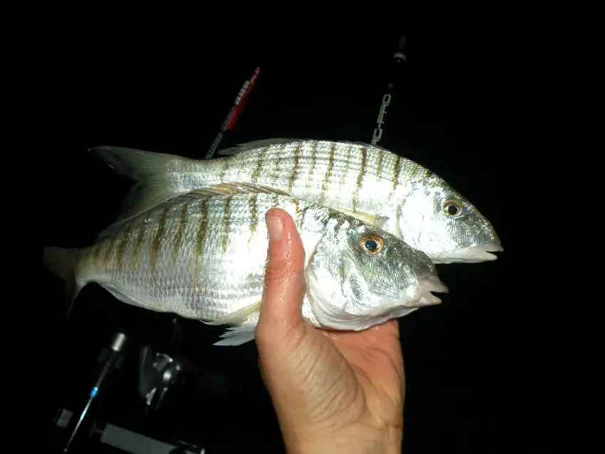 Pêche du marbré en surfcasting