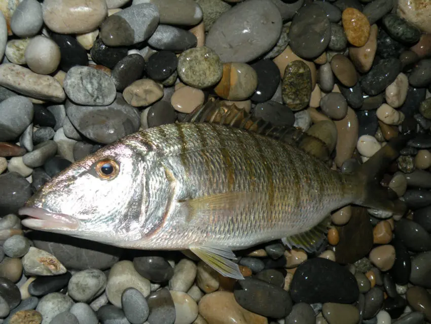 Pêche du marbré en surfcasting