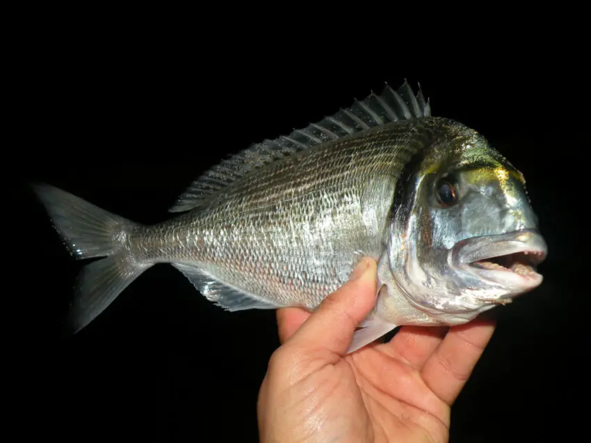 Pêche du marbré en surfcasting