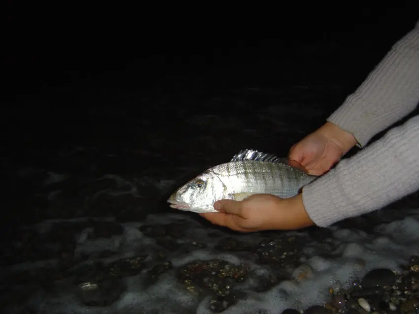 Pêche du marbré en surfcasting