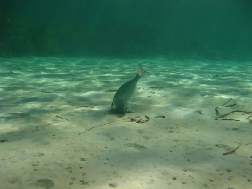 Pêche du marbré en surfcasting