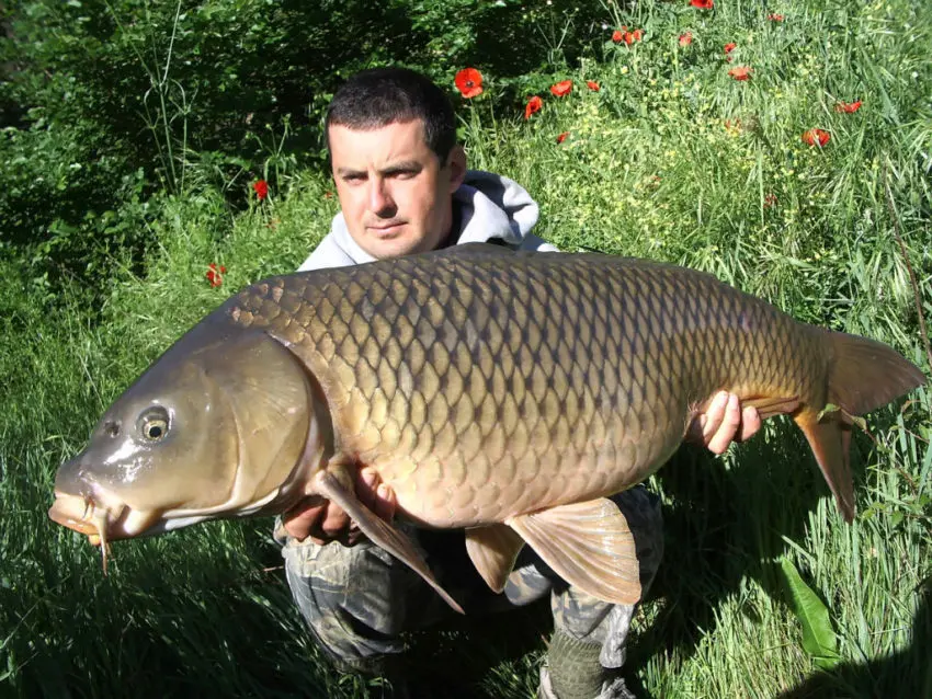 Pêche à la carpe au printemps