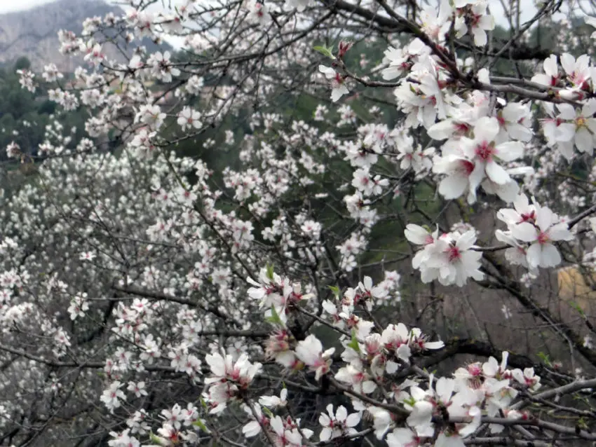 Pêche à la carpe au printemps