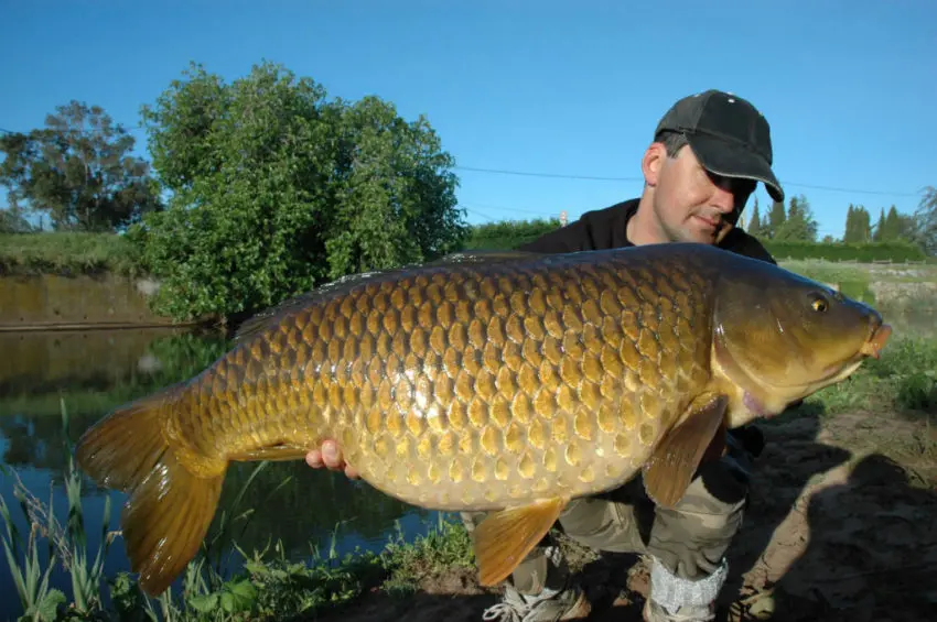 Pêche à la carpe au printemps