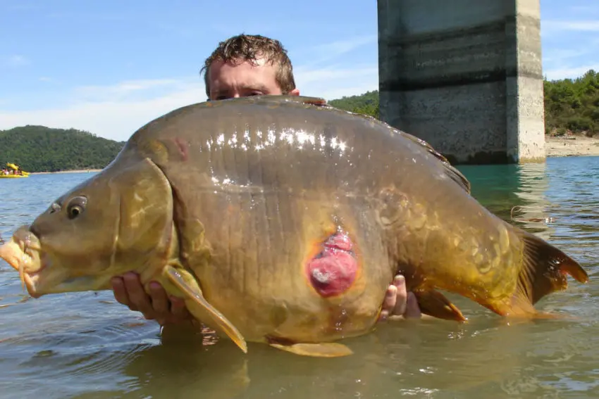 Pêche à la carpe au printemps