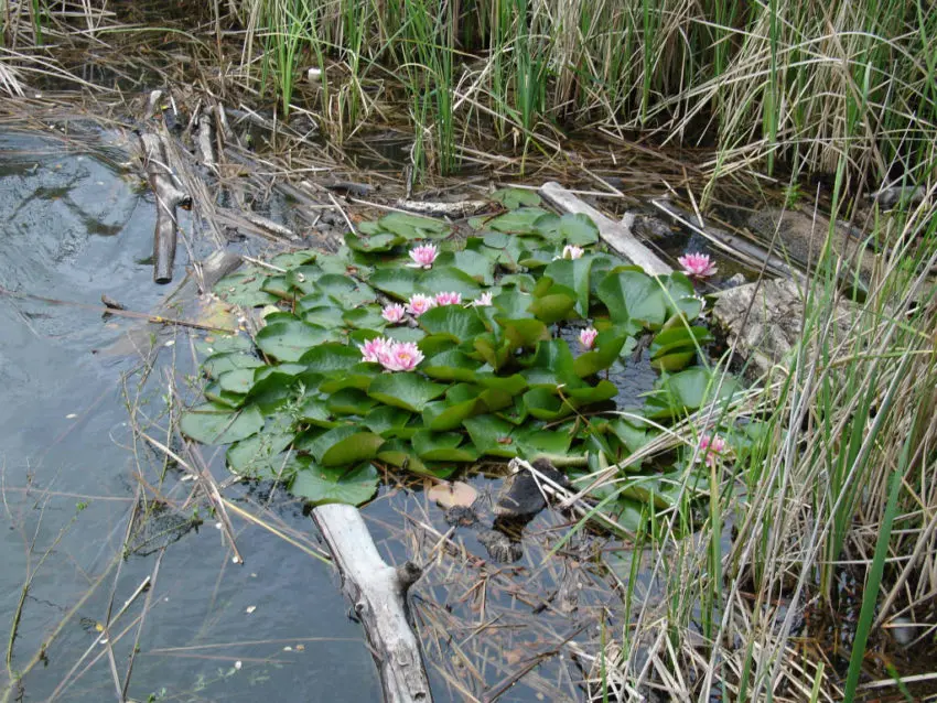 Pêche à la carpe au printemps