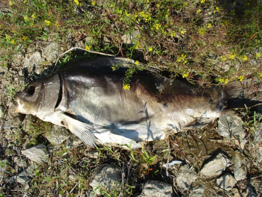 Pêche à la carpe au printemps