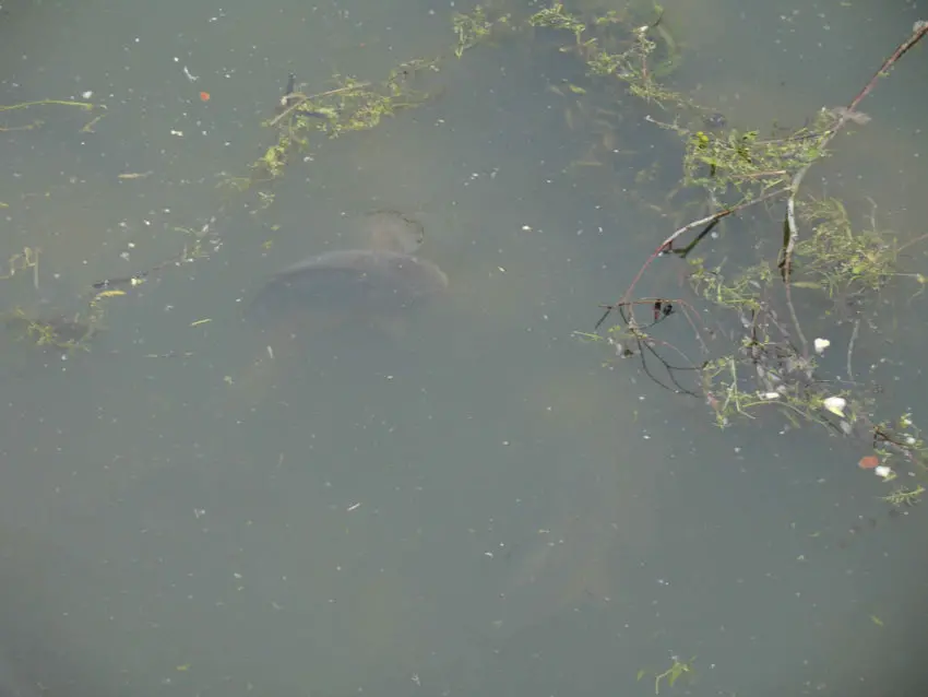 Pêche à la carpe au printemps