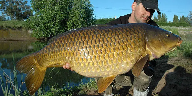 Pêche à la carpe au printemps