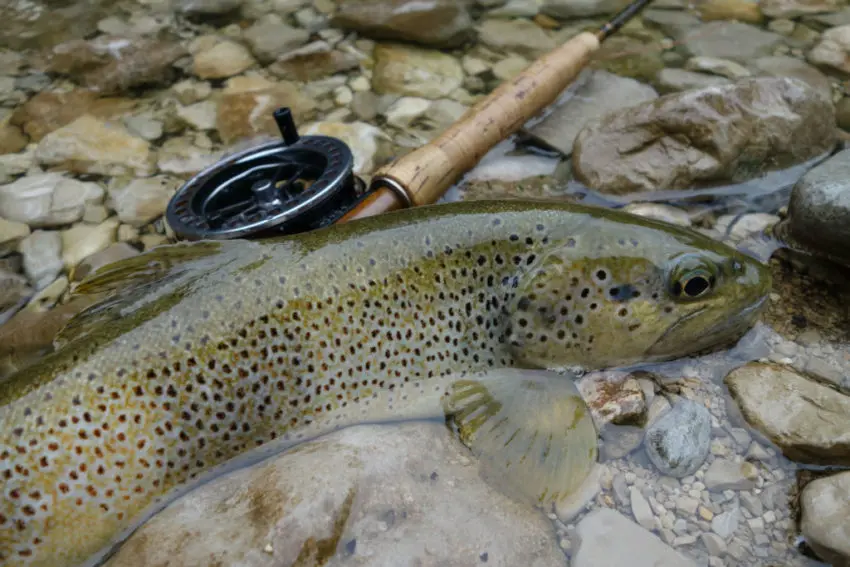 Techniques de pêche à la truite