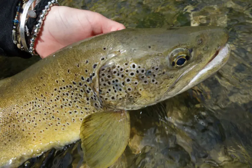 Techniques de pêche à la truite