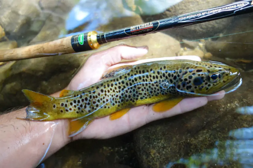 Techniques de pêche à la truite