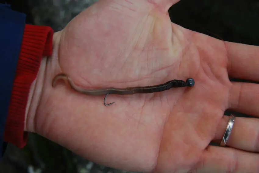 Pêche de la truite au ver manié