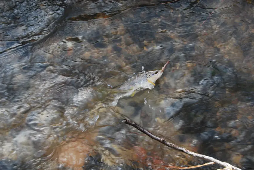 Pêche de la truite au ver manié