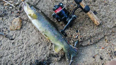 Pêche de la truite au ver manié