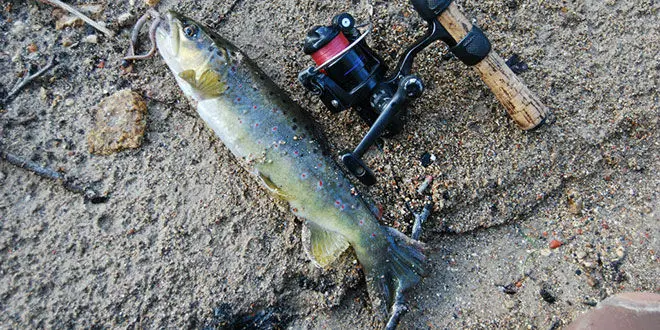 Pêche de la truite au ver manié