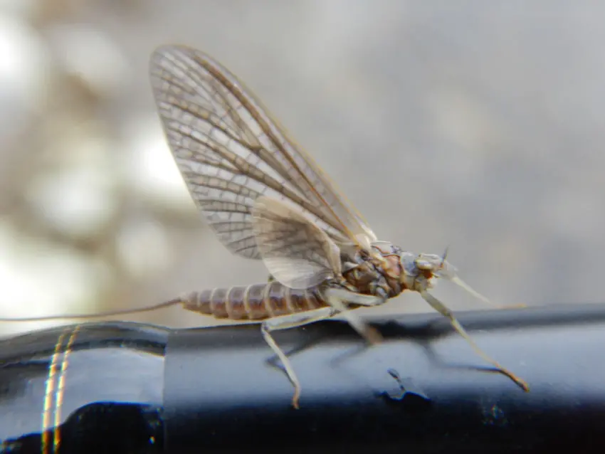 Sèche pour pêcher à la mouche