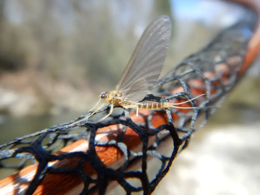 Sèche pour pêcher à la mouche