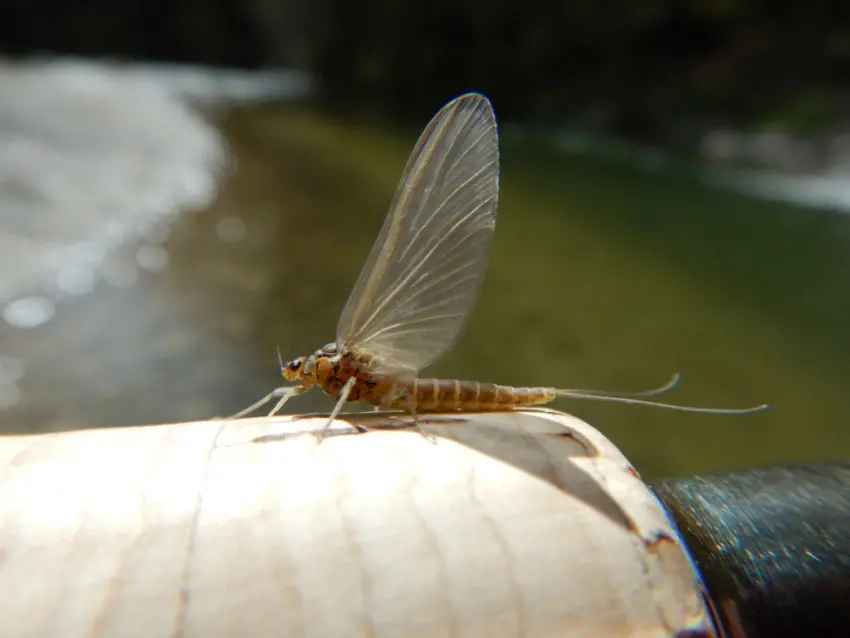 Sèche pour pêcher à la mouche