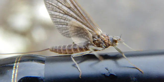 Sèche pour pêcher à la mouche