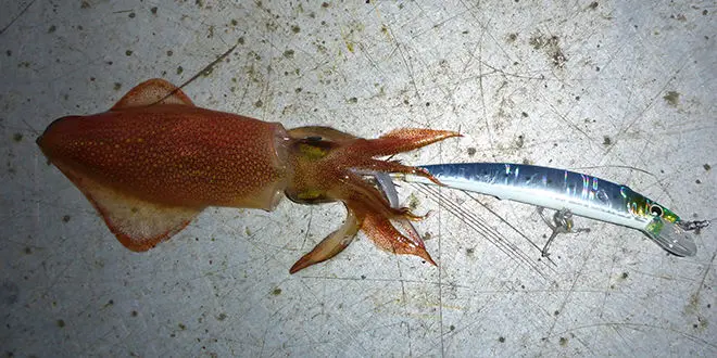 Turlutte Egi minnow pour la pêche du calamar